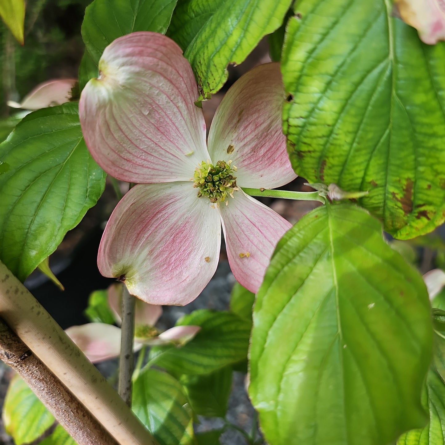 Cornus 'Cherokee Brave' #7