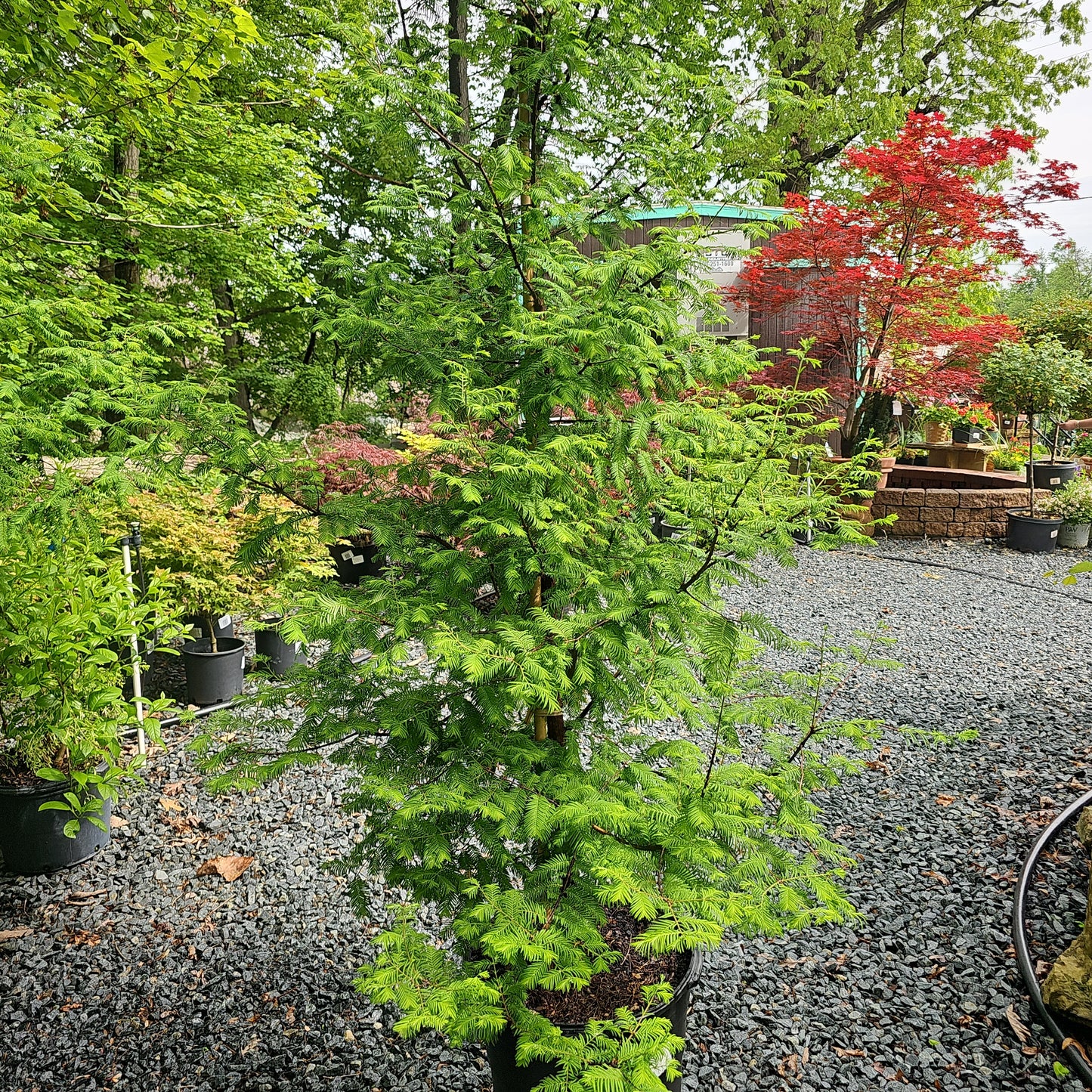 Metasequoia 'Dawn Redwood' - Dawn Redwood