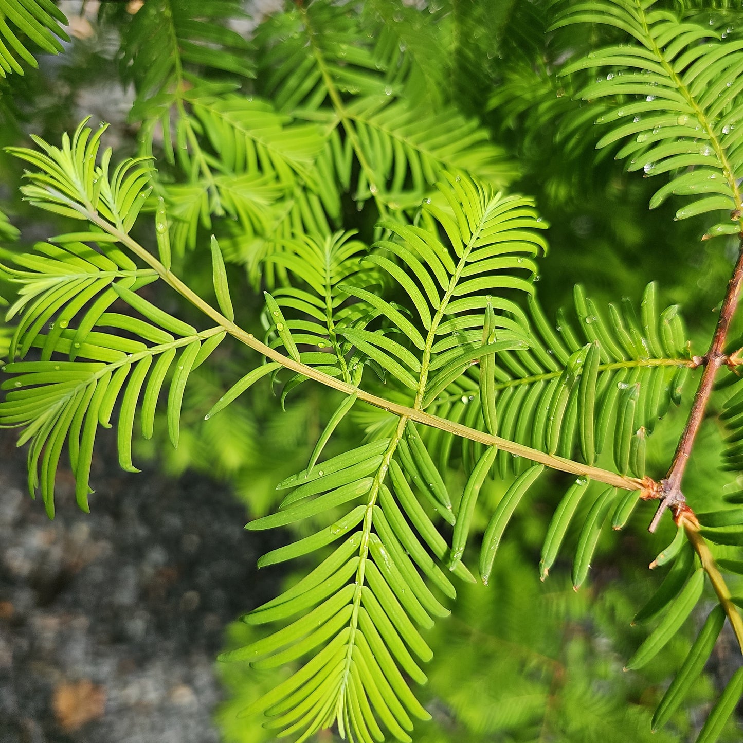 Metasequoia 'Dawn Redwood' - Dawn Redwood