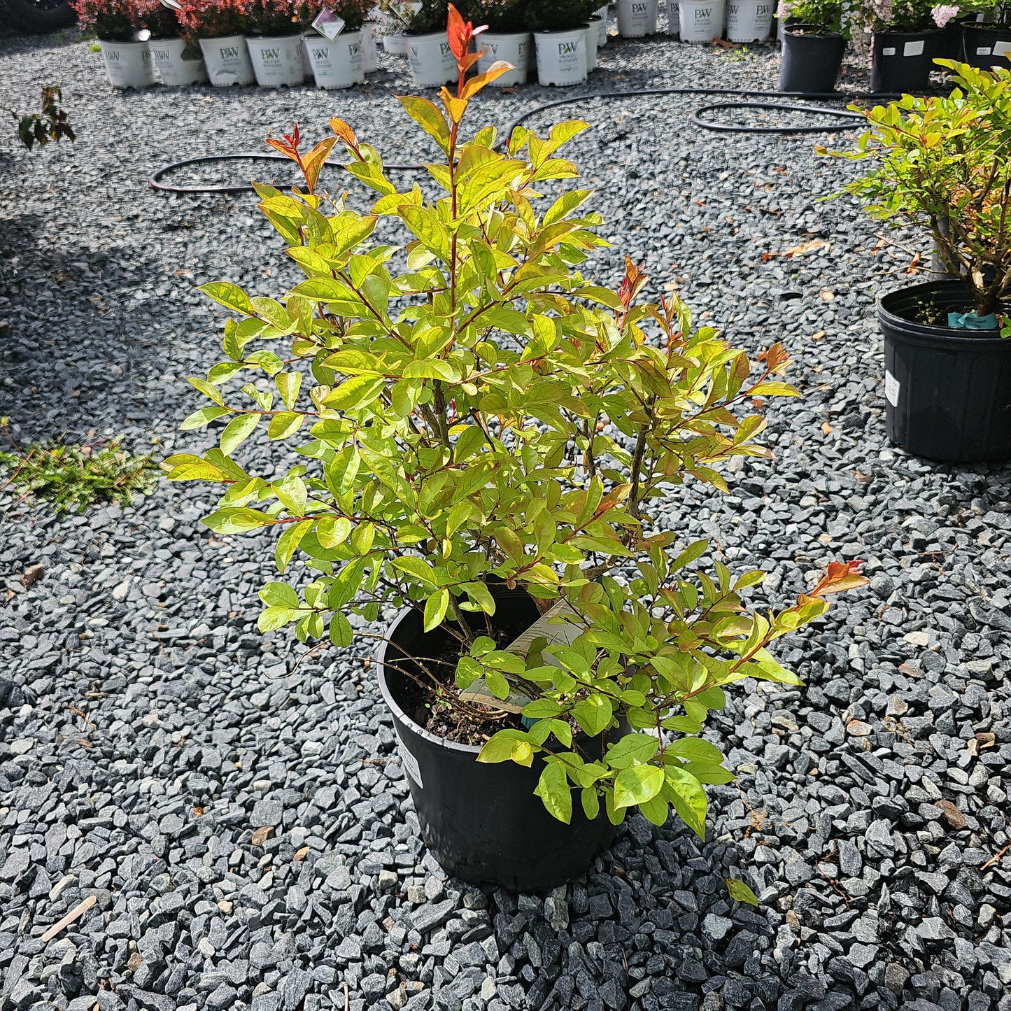 Lagerstroemia 'Victor' #3