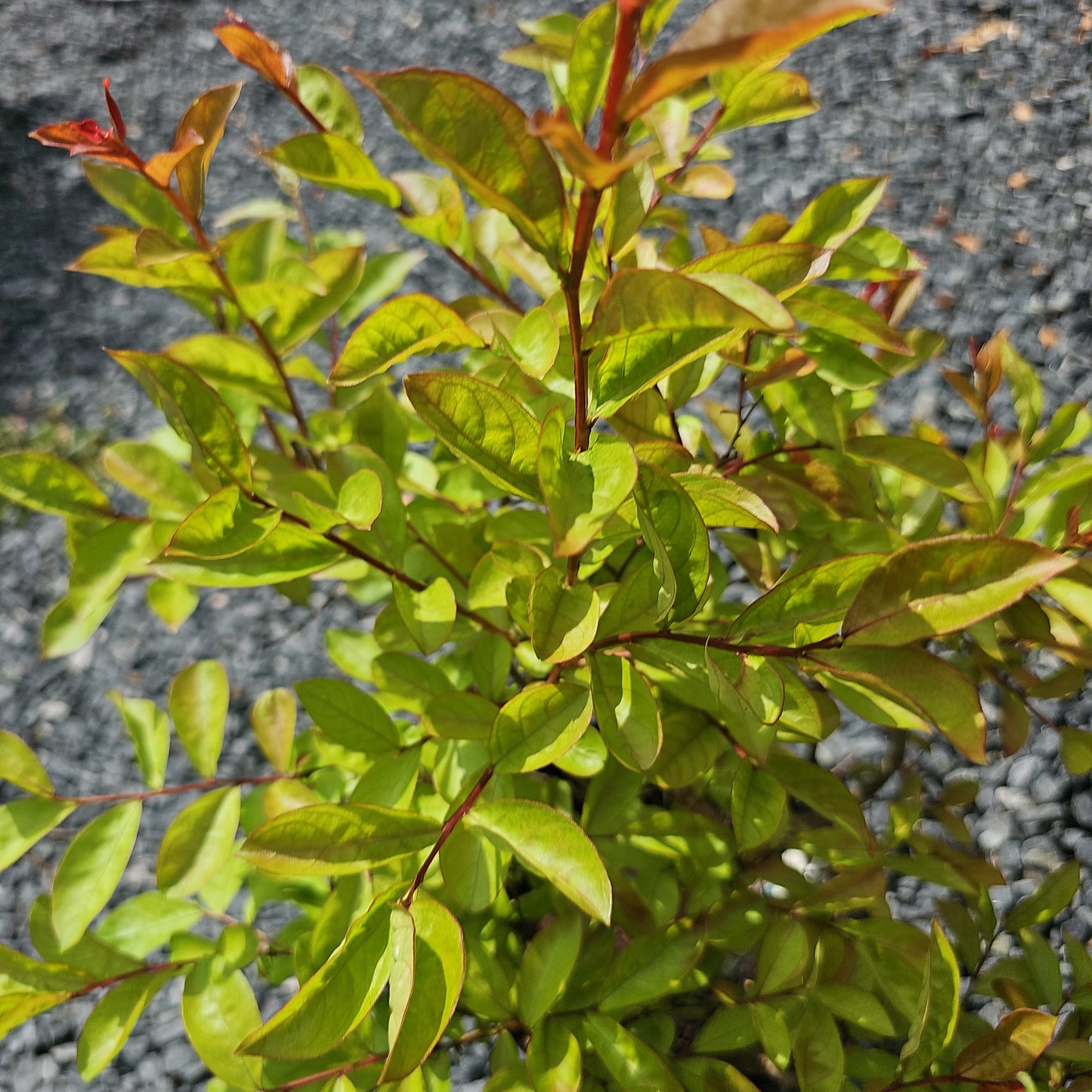 Lagerstroemia 'Victor' #3