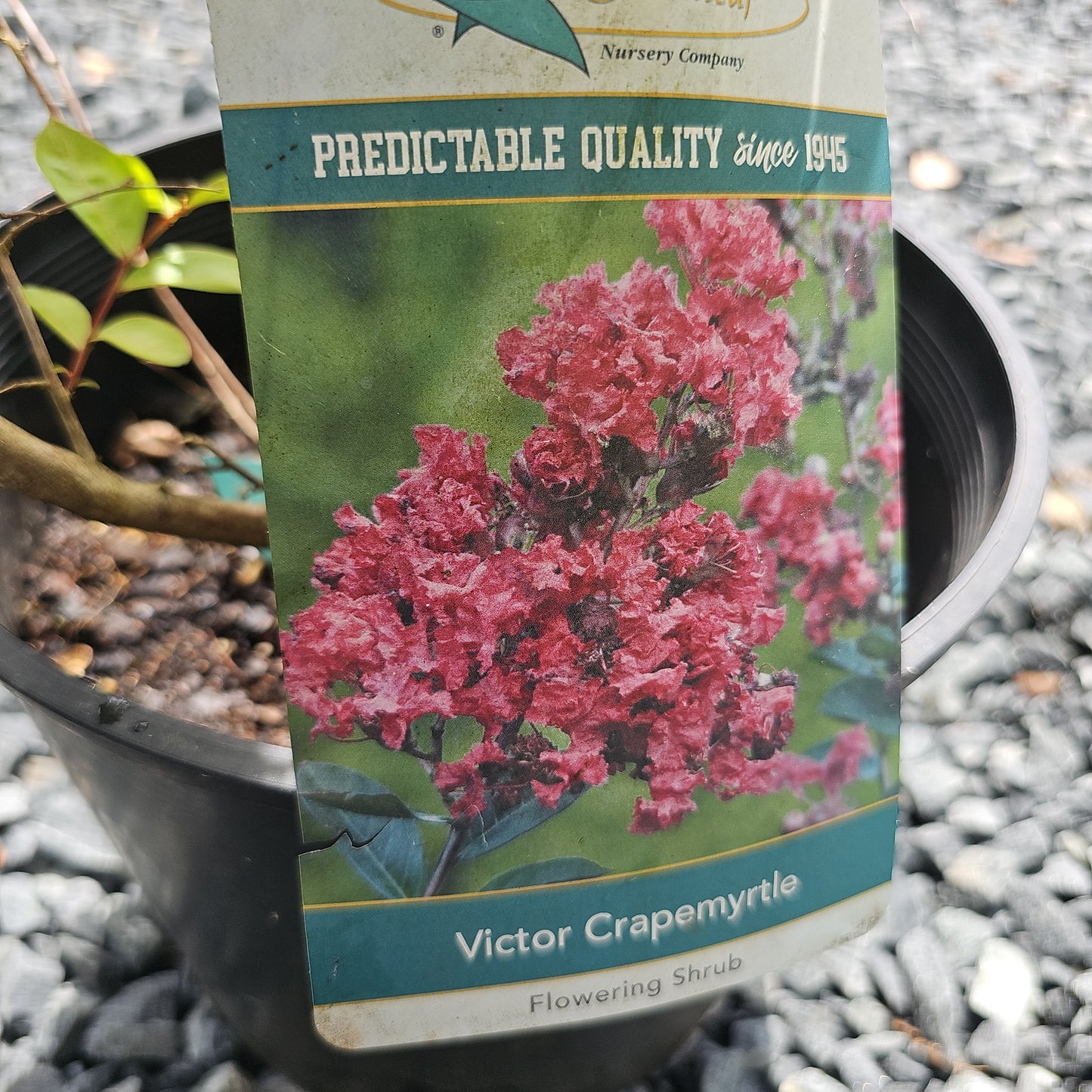 Lagerstroemia 'Victor' #3