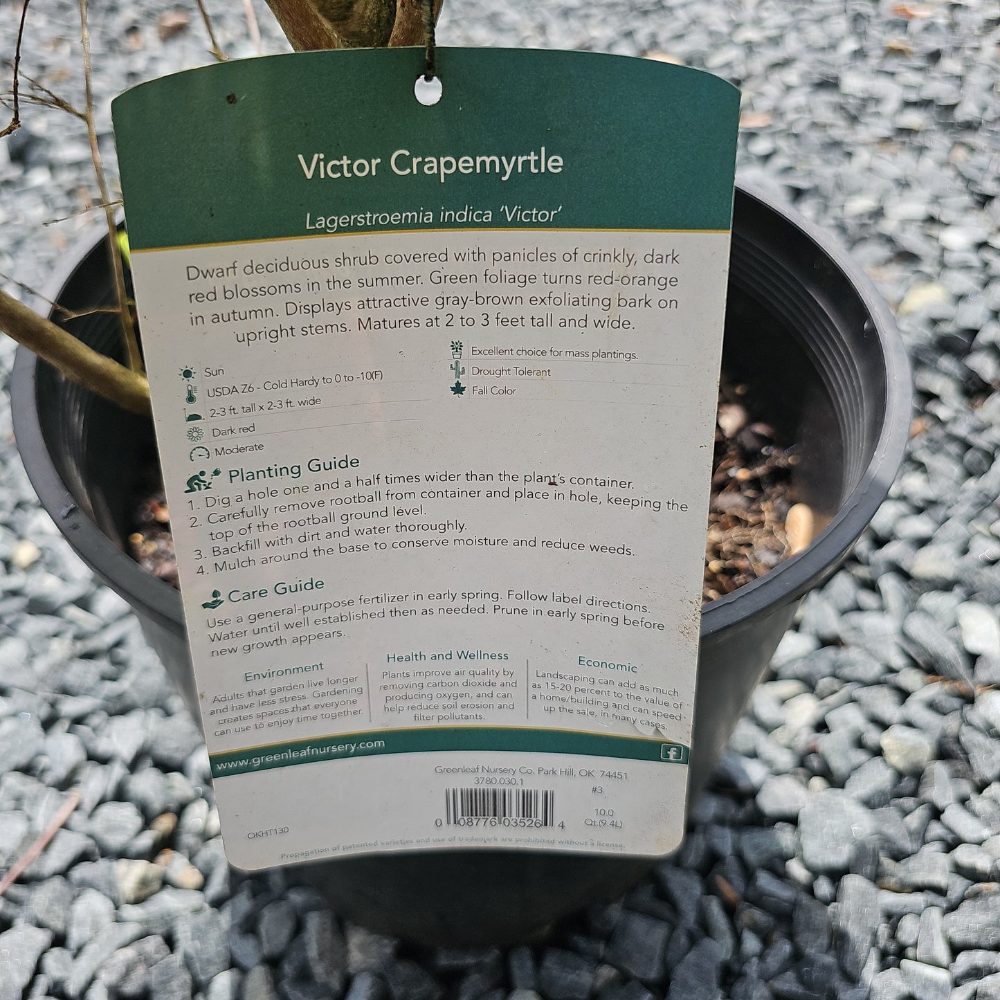 Lagerstroemia 'Victor' #3