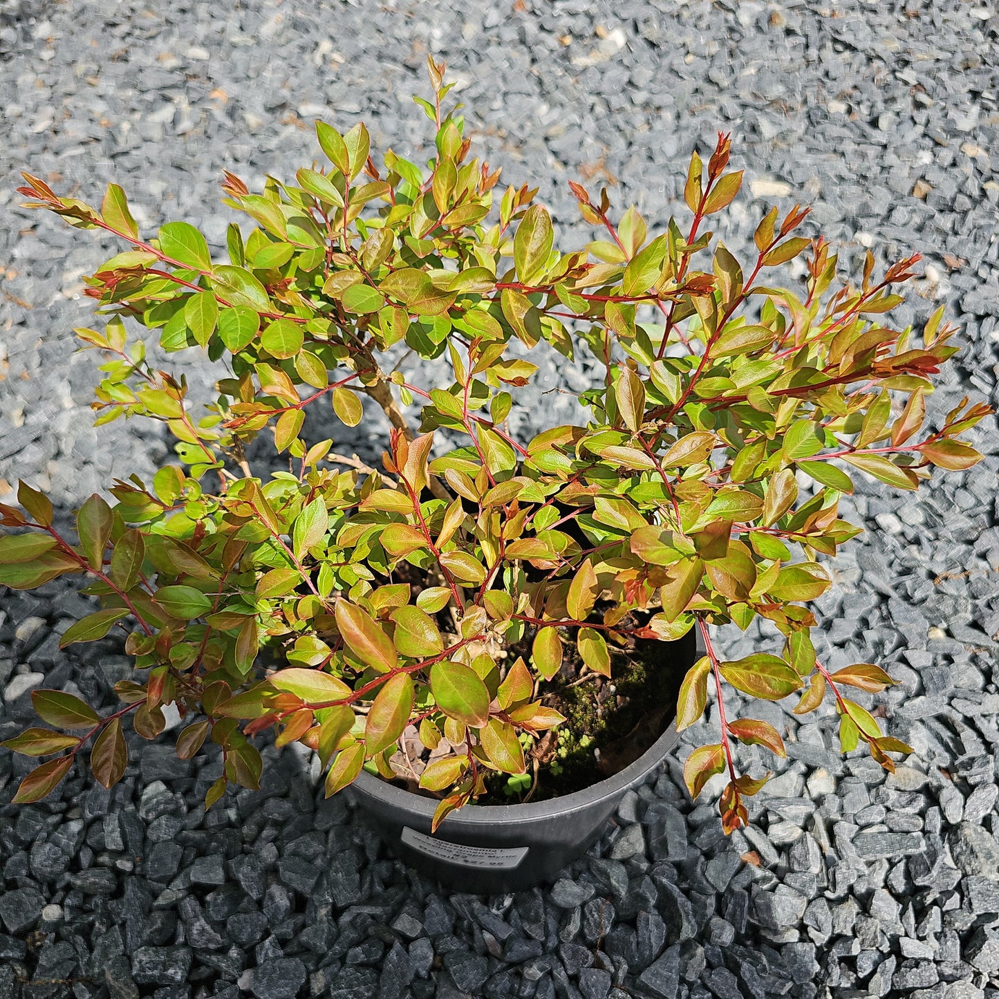 Lagerstroemia 'Sacramento' #2