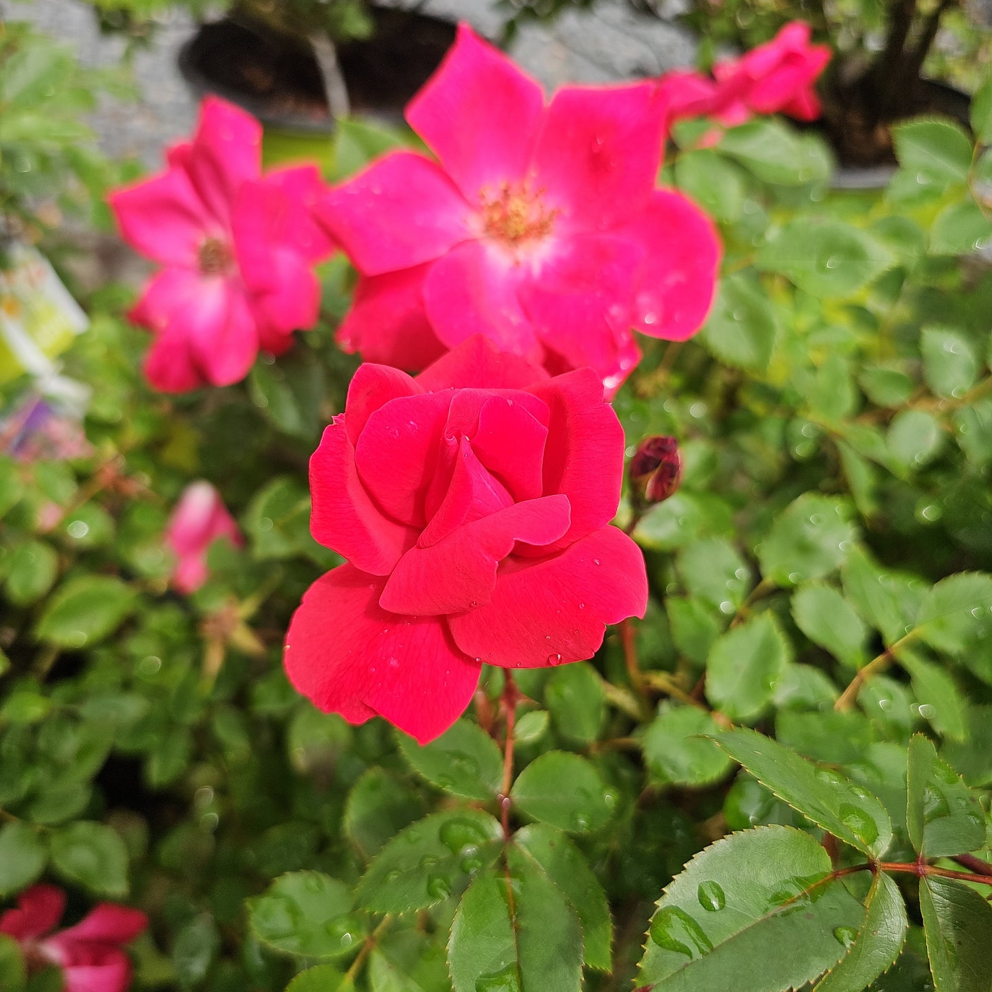Rosa - Knock out Roses