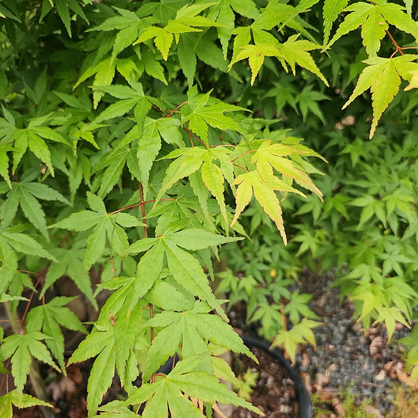 Acer Palmatum - Jap. Maple
