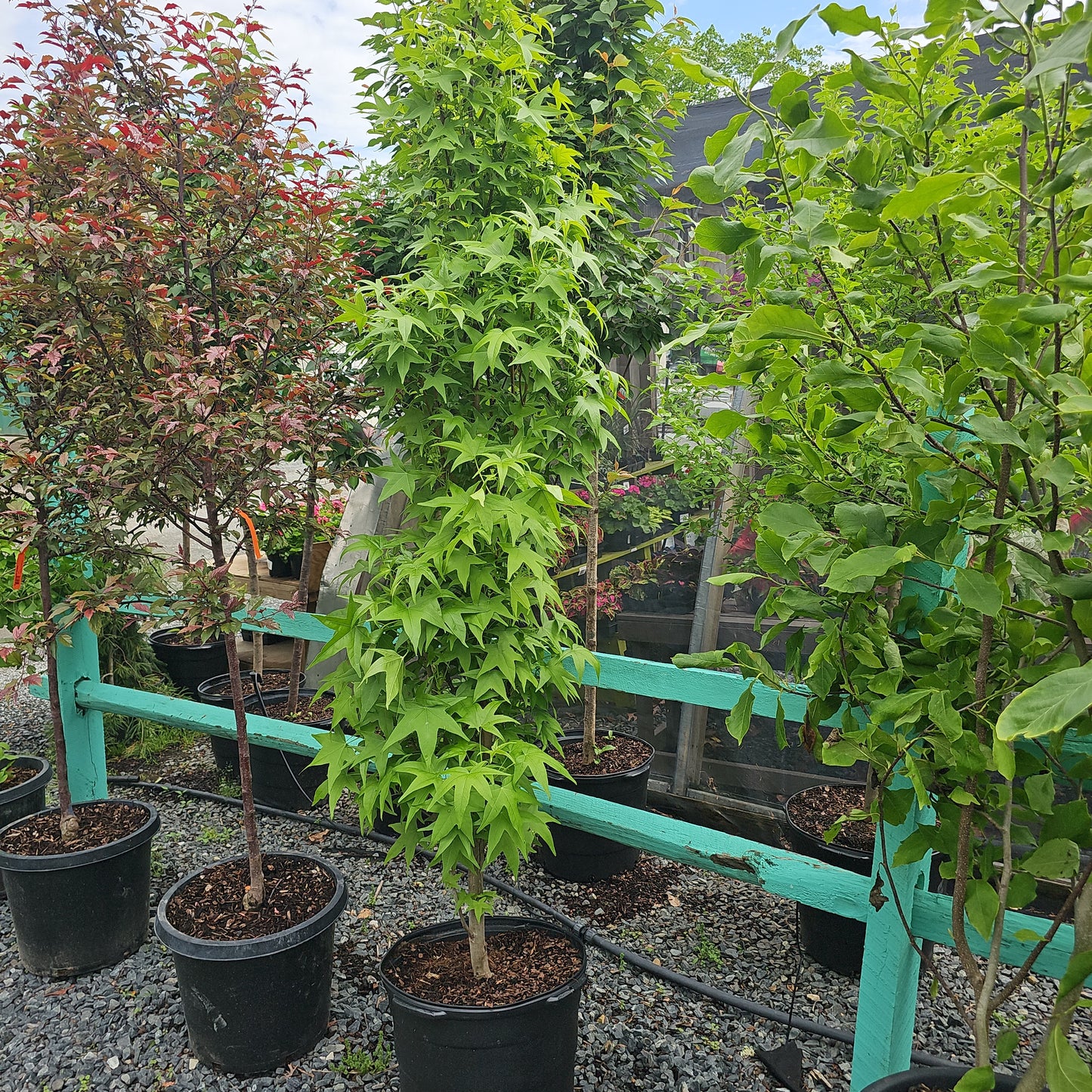Liquidambar 'Slender Silhouette' #15