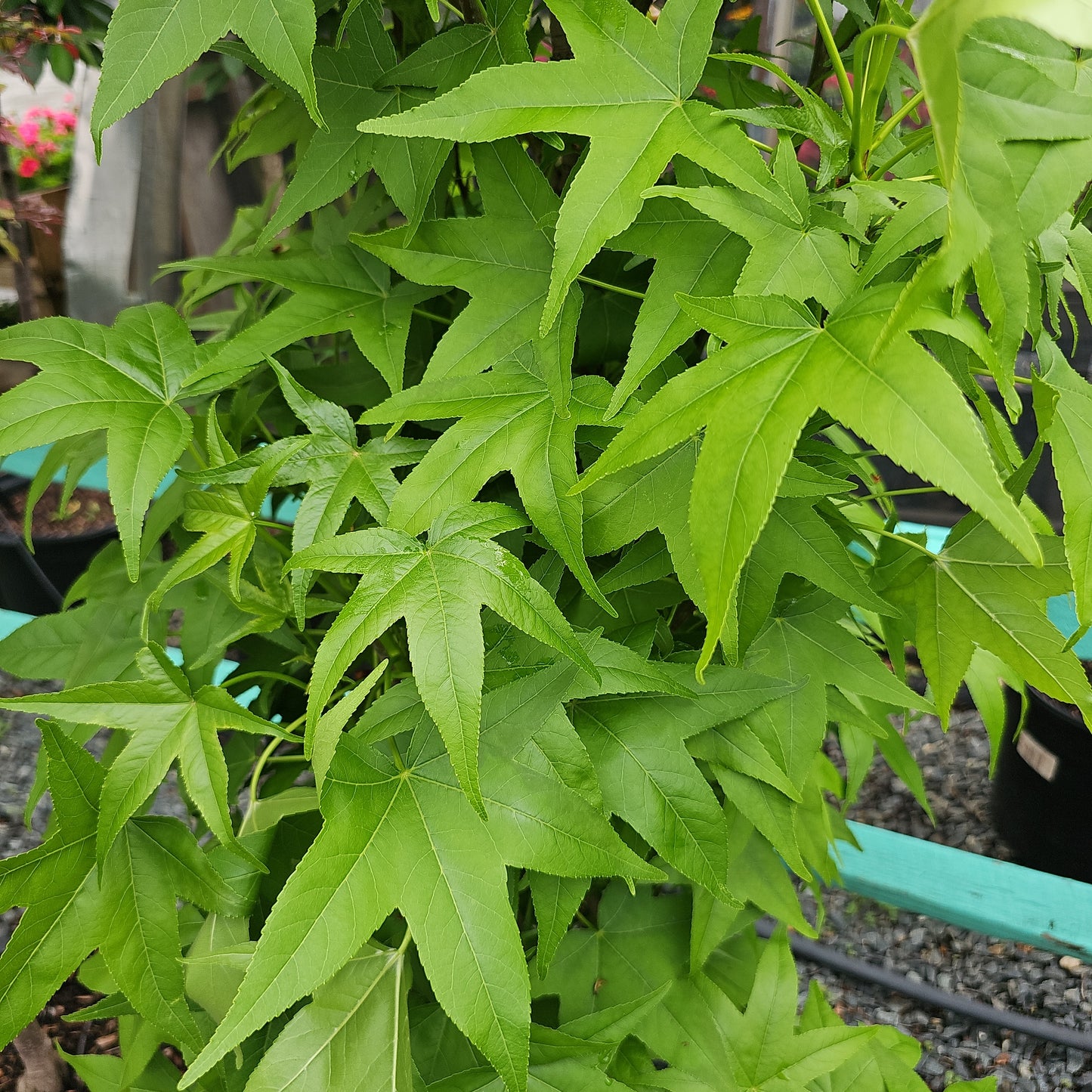 Liquidambar 'Slender Silhouette' #15