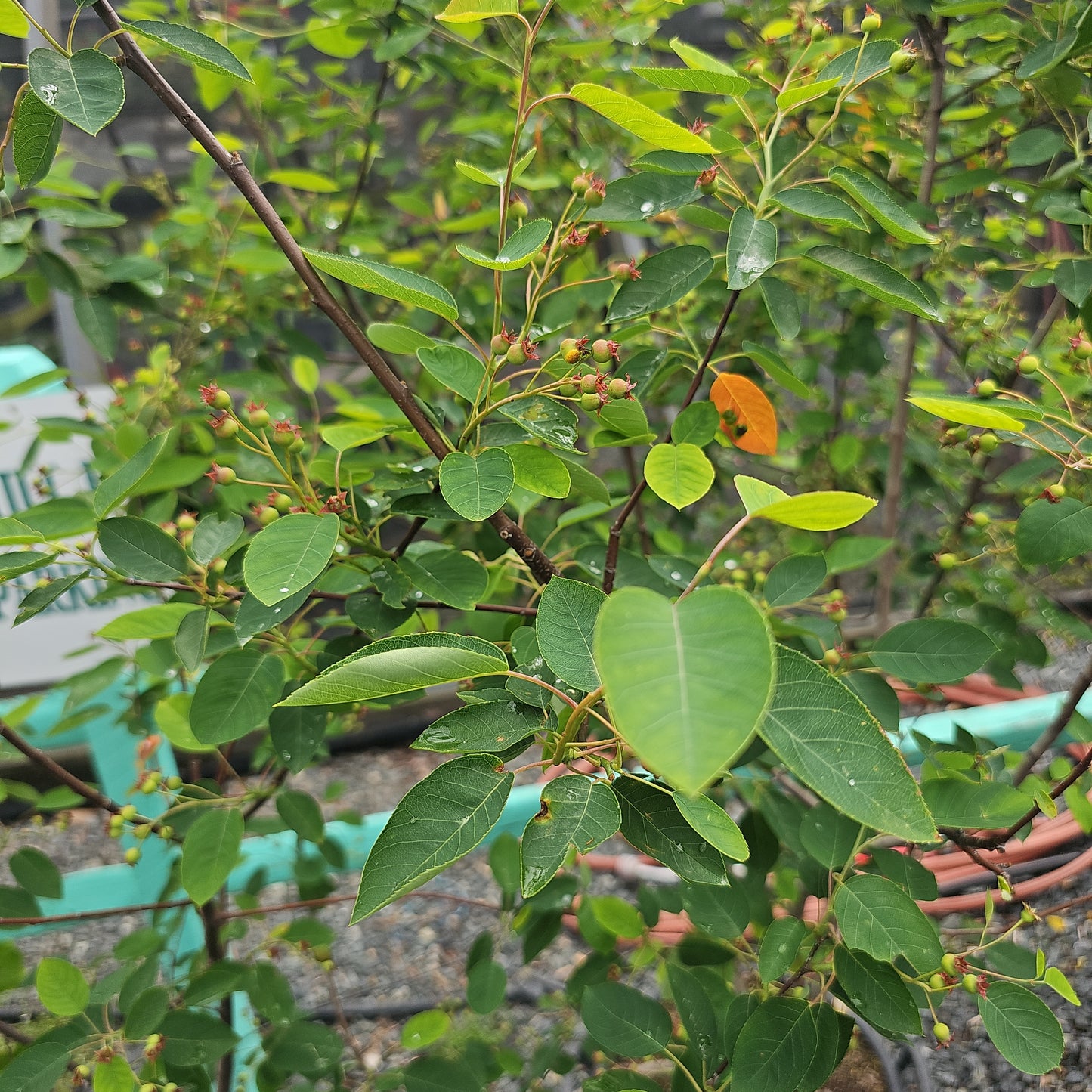 Amelanchier 'Autumn Brilliance' - Serviceberry