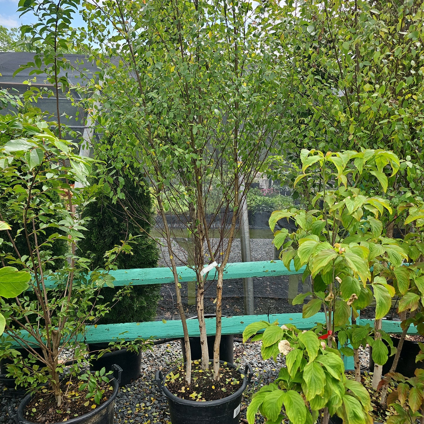 Betula Nigra 'Dura Heat' - River Birch