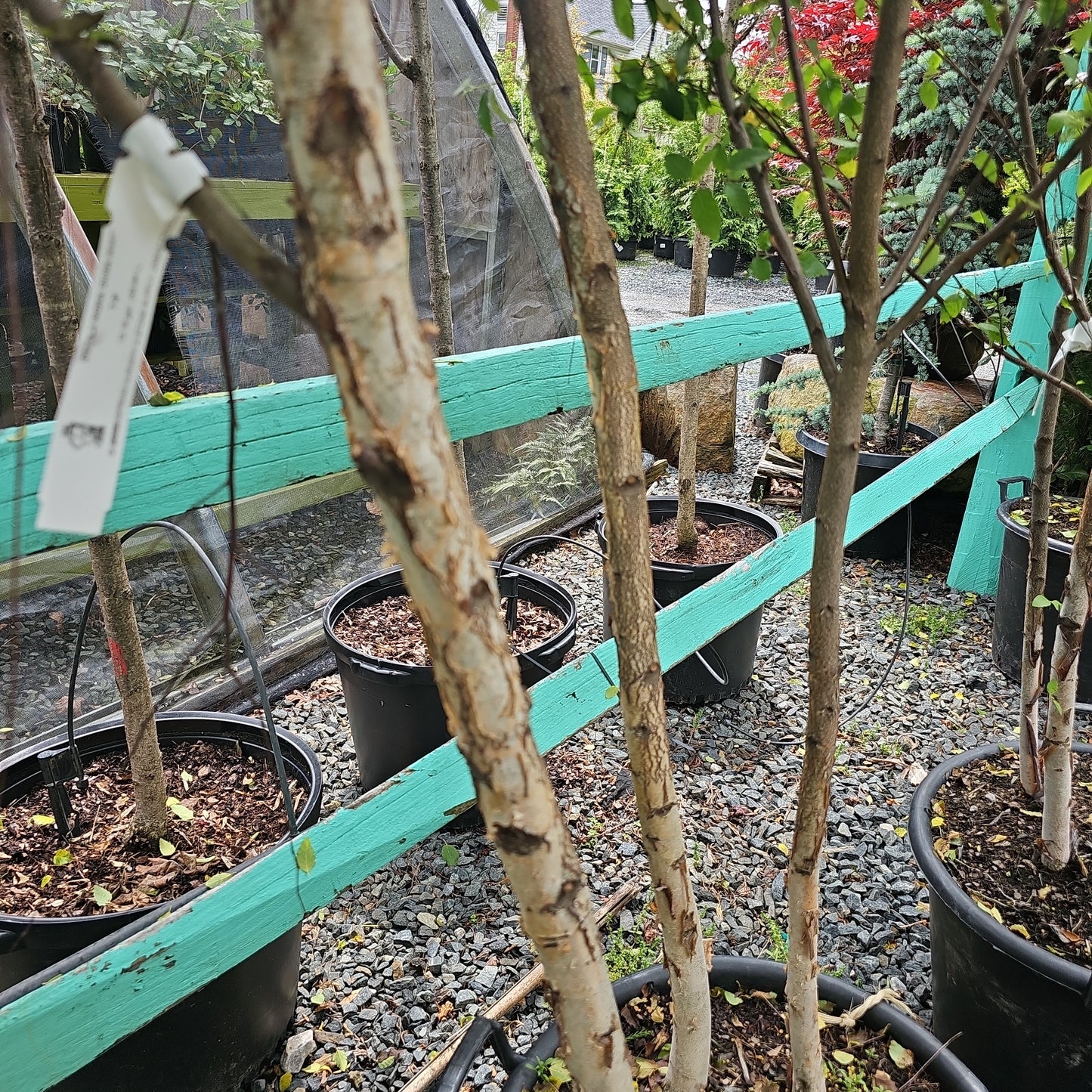 Betula Nigra 'Dura Heat' - River Birch