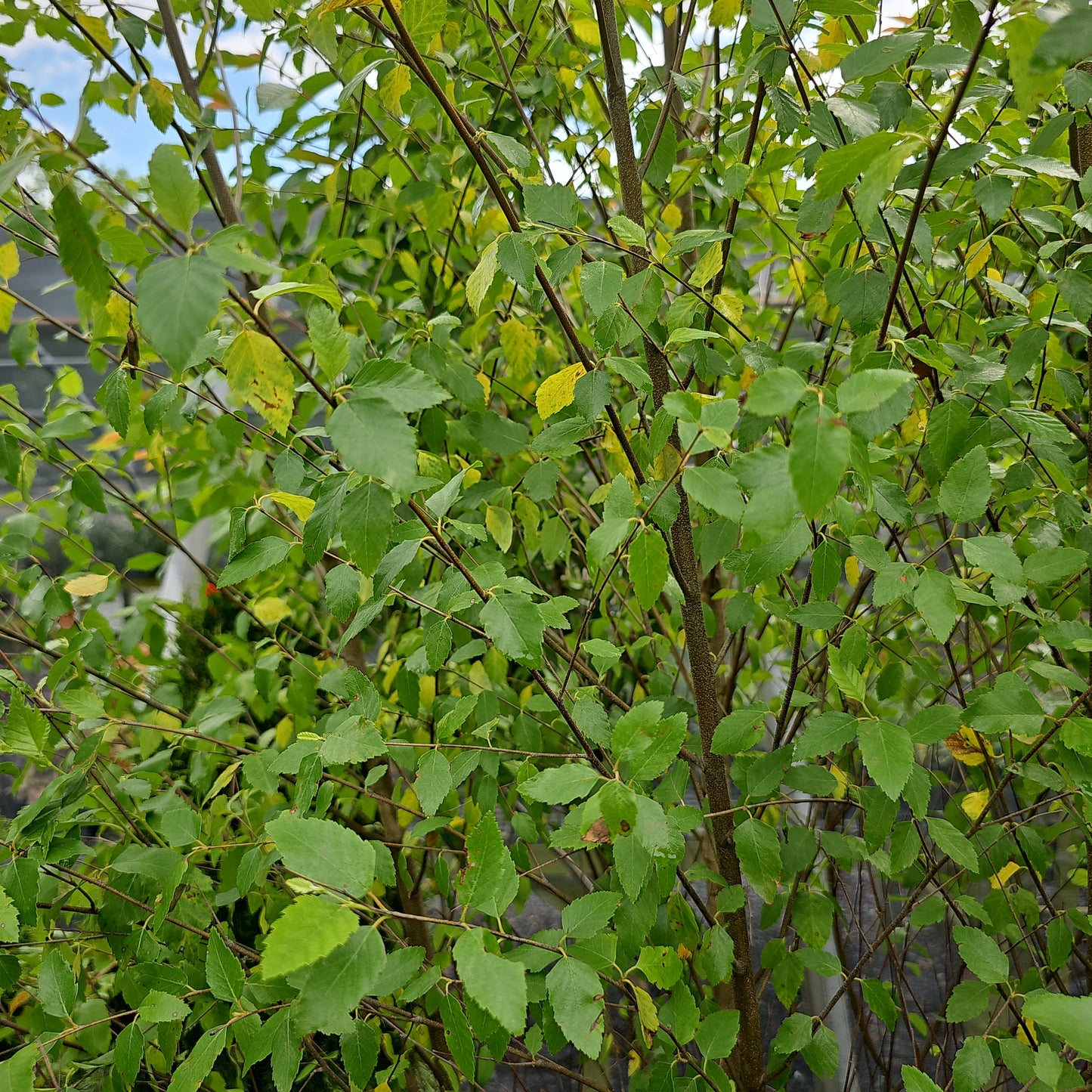 Betula Nigra 'Dura Heat' - River Birch 50% oFF