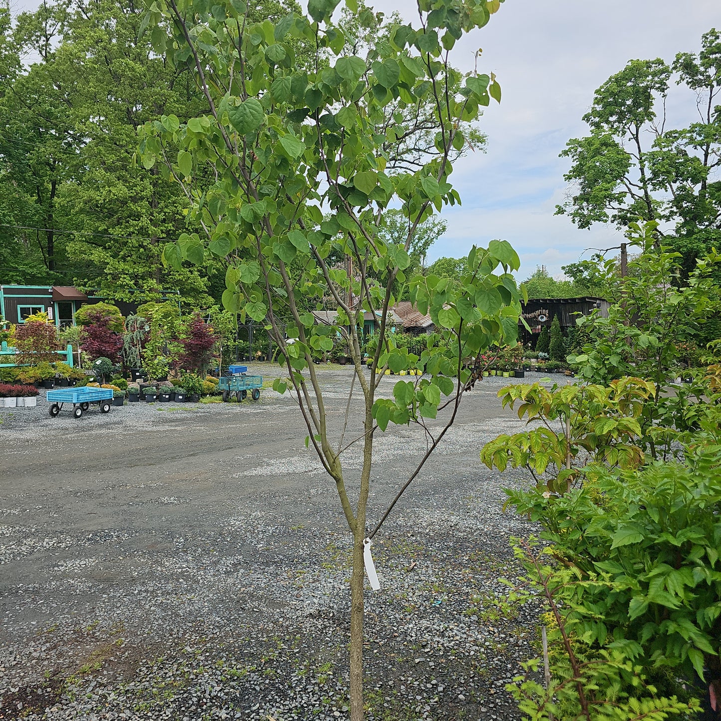 Eastern Redbud - Cercis Canadensis