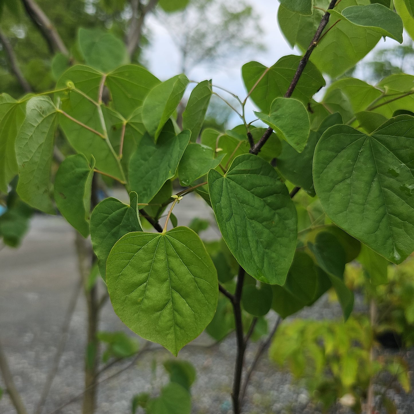 Eastern Redbud - Cercis Canadensis