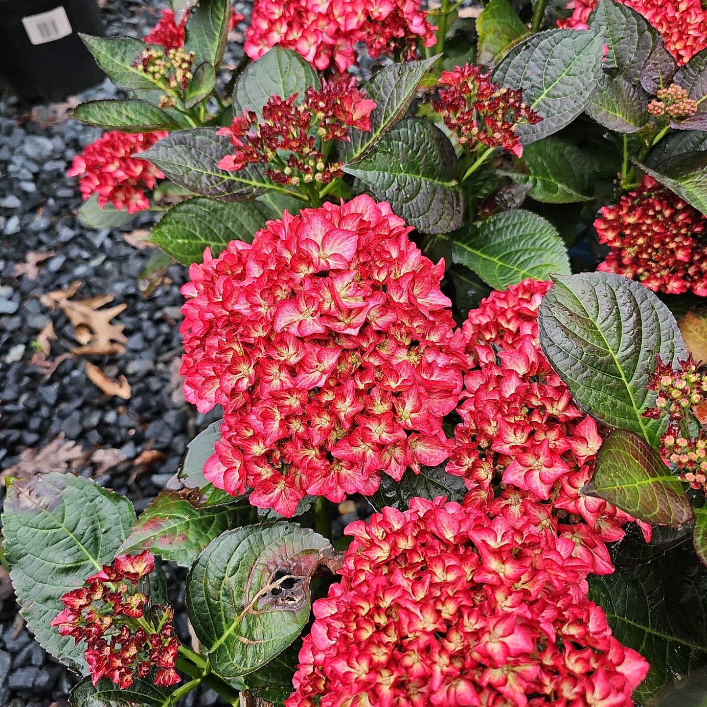 Hydrangea mac. 'Kimono'