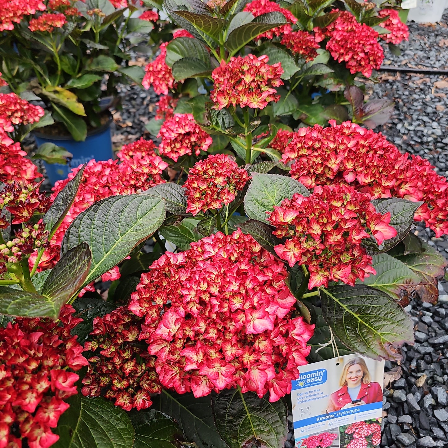 Hydrangea mac. 'Kimono'