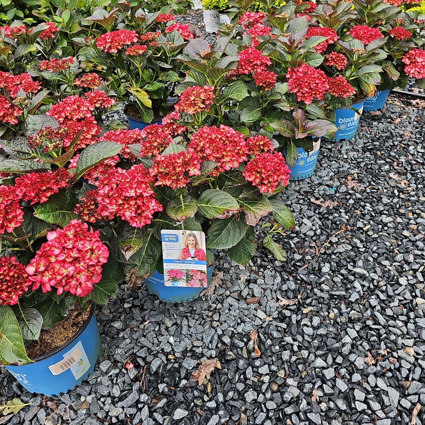Hydrangea mac. 'Kimono'
