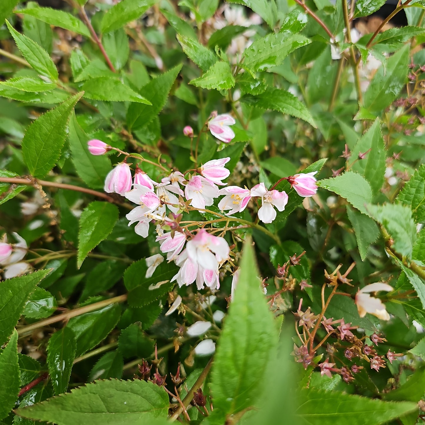 Deutzia 'Yuki Cherry Blossom'