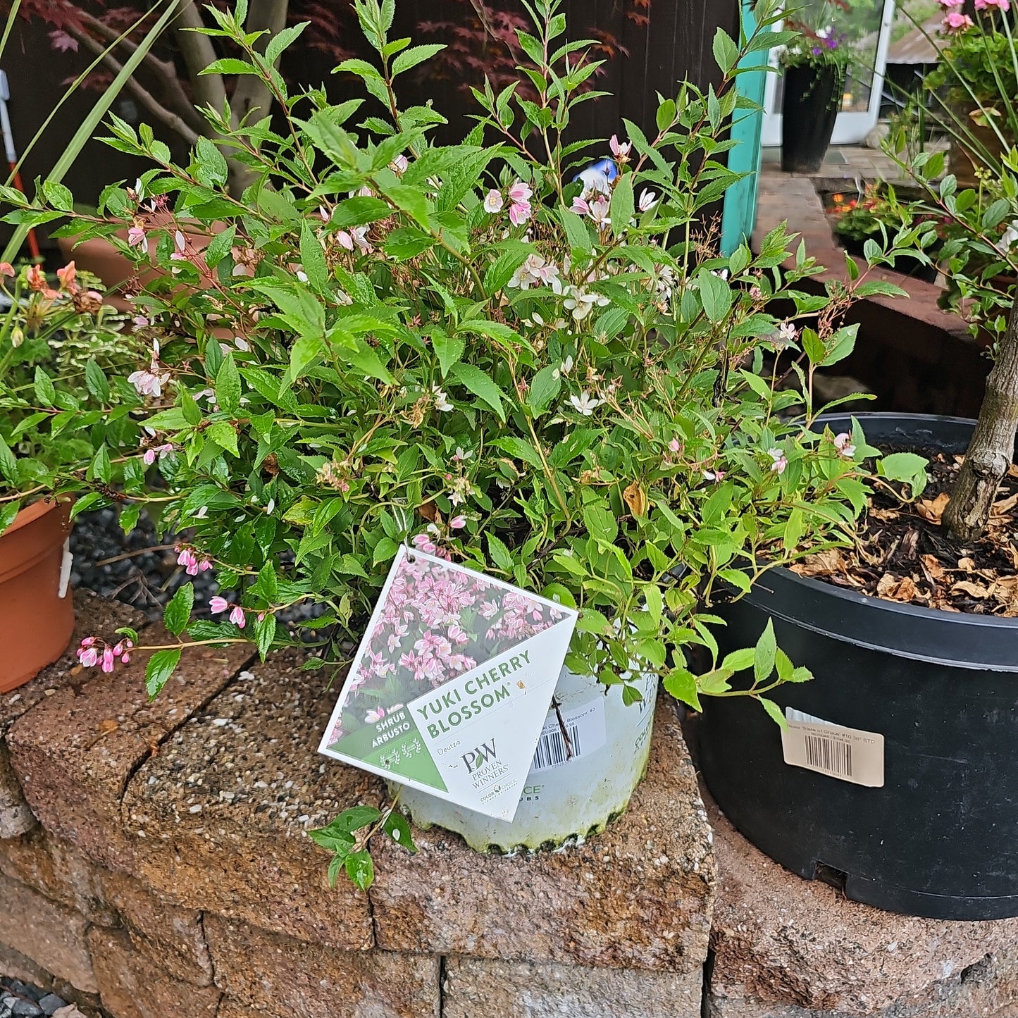Deutzia 'Yuki Cherry Blossom'