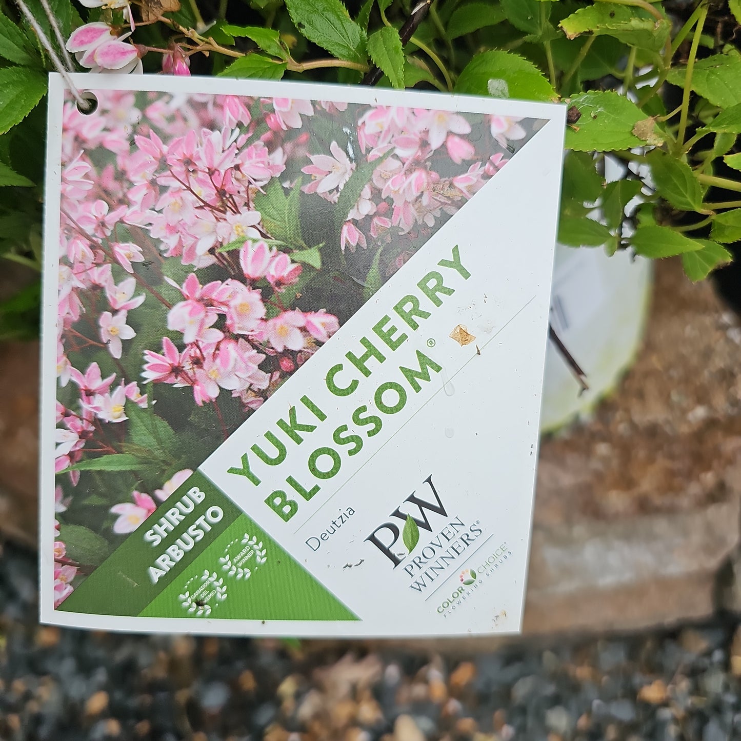 Deutzia 'Yuki Cherry Blossom'