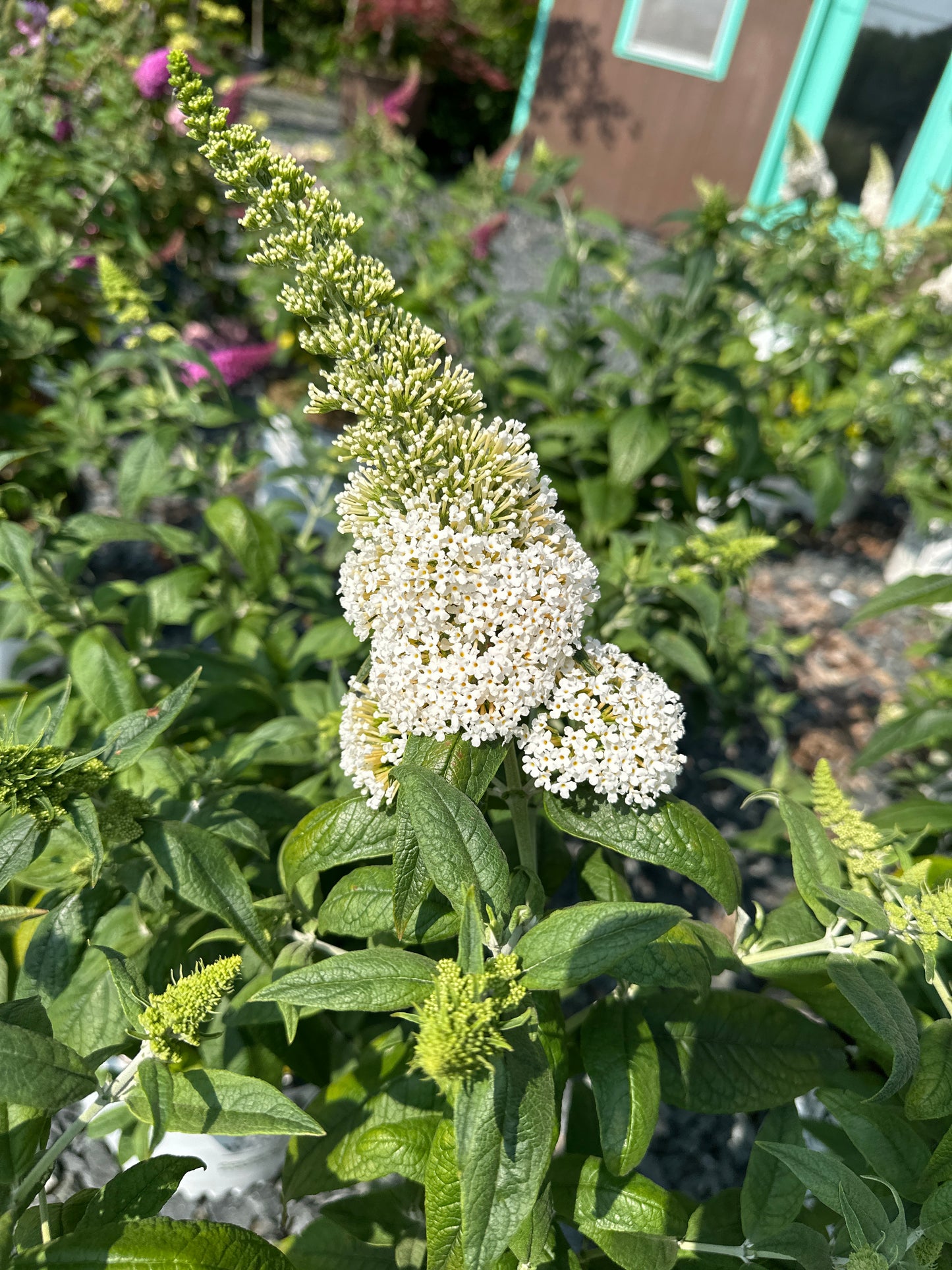 Buddleia 'Pugster'