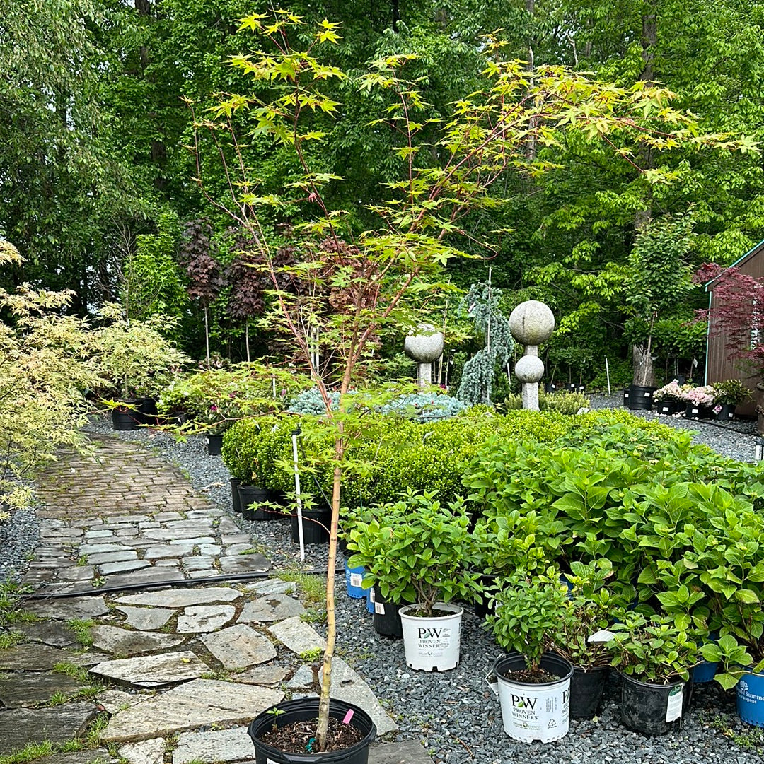 Acer 'Wild Fire' #7