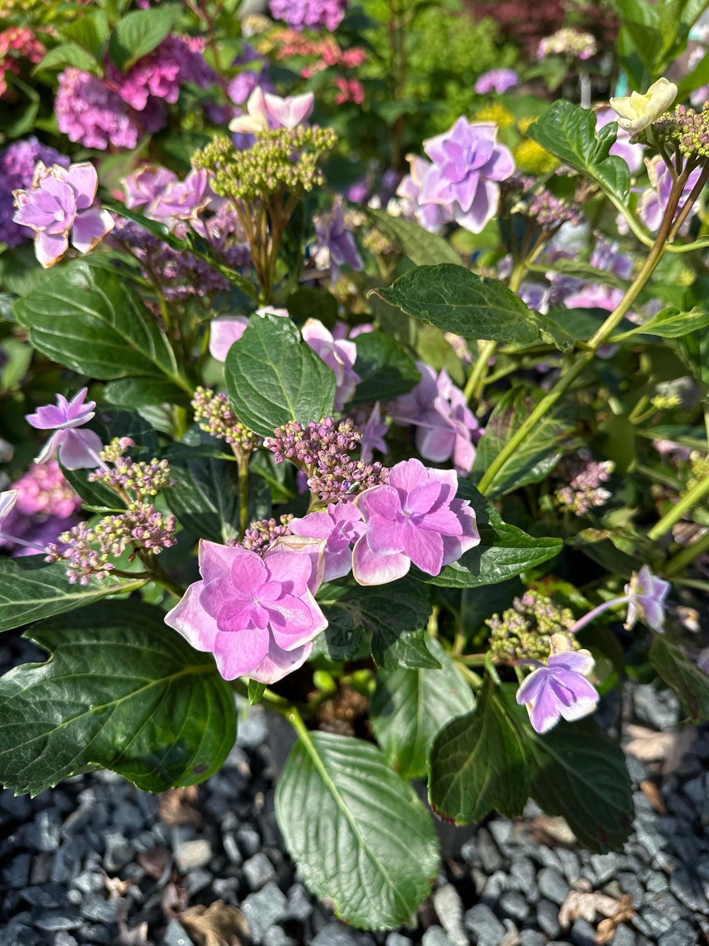 Hydrangea mac. 'Star Gazer'