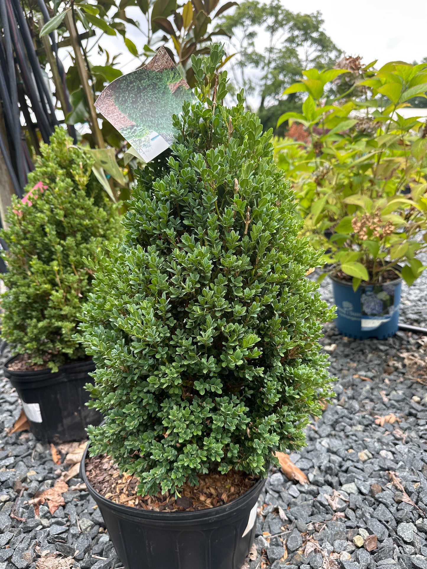 Buxus 'John Baldwin' - Pyramidal Boxwood