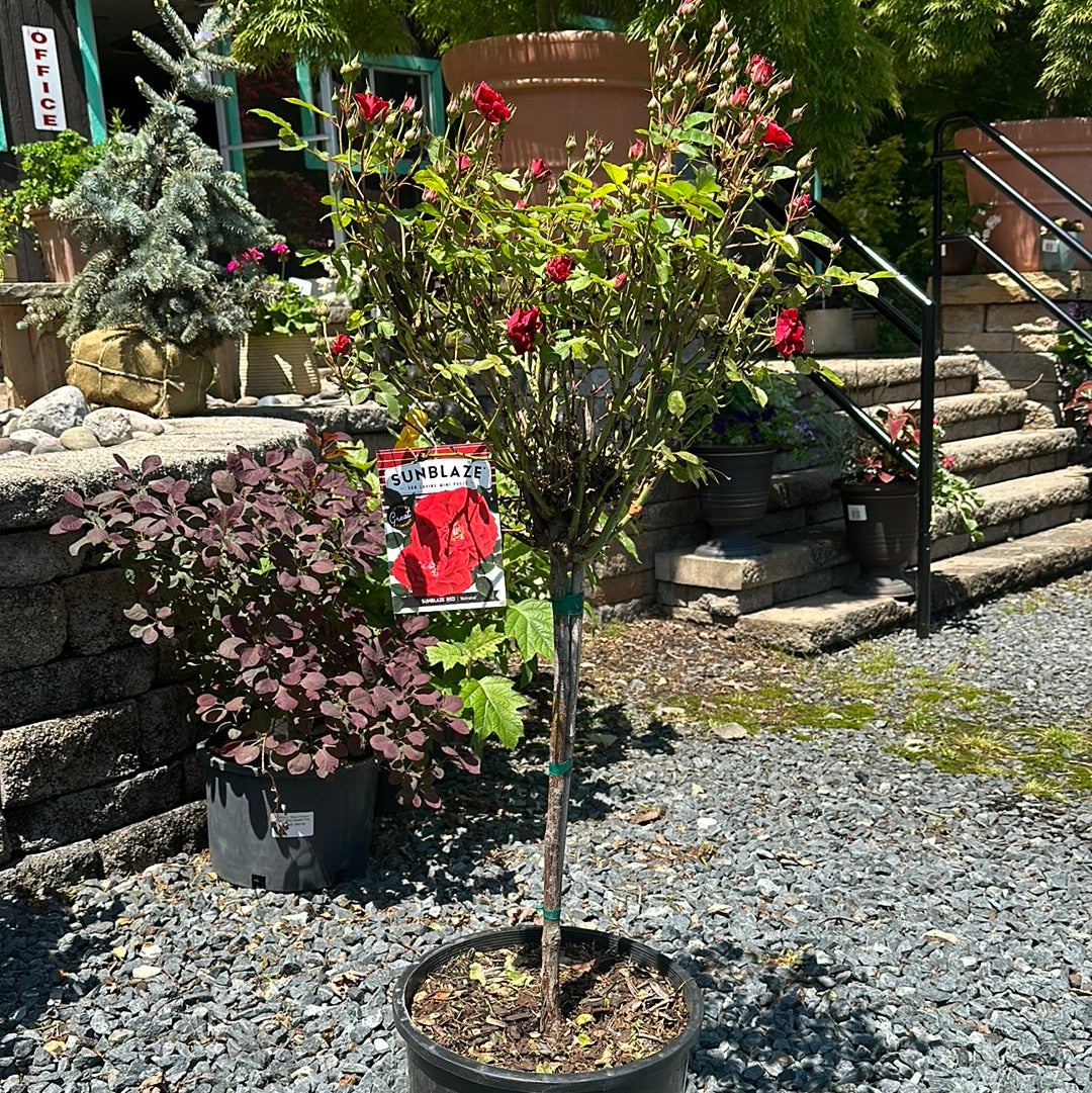 Drift Rose Tree on STD - Multi Color Avail.
