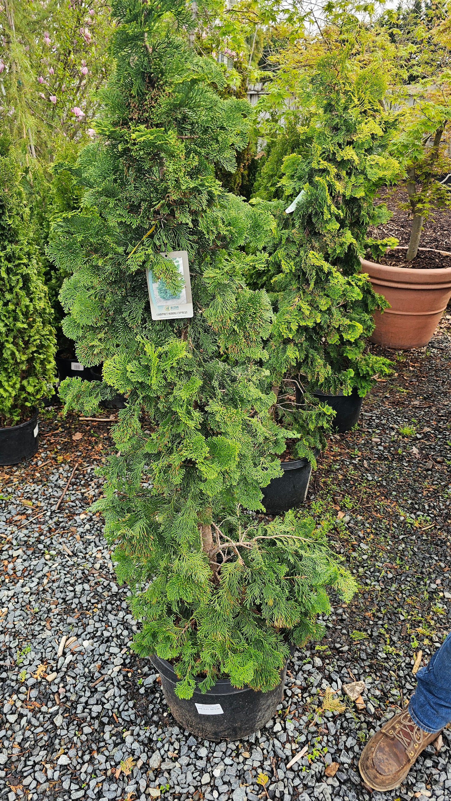 Cham. 'Compacta' - Hinoki Cypress
