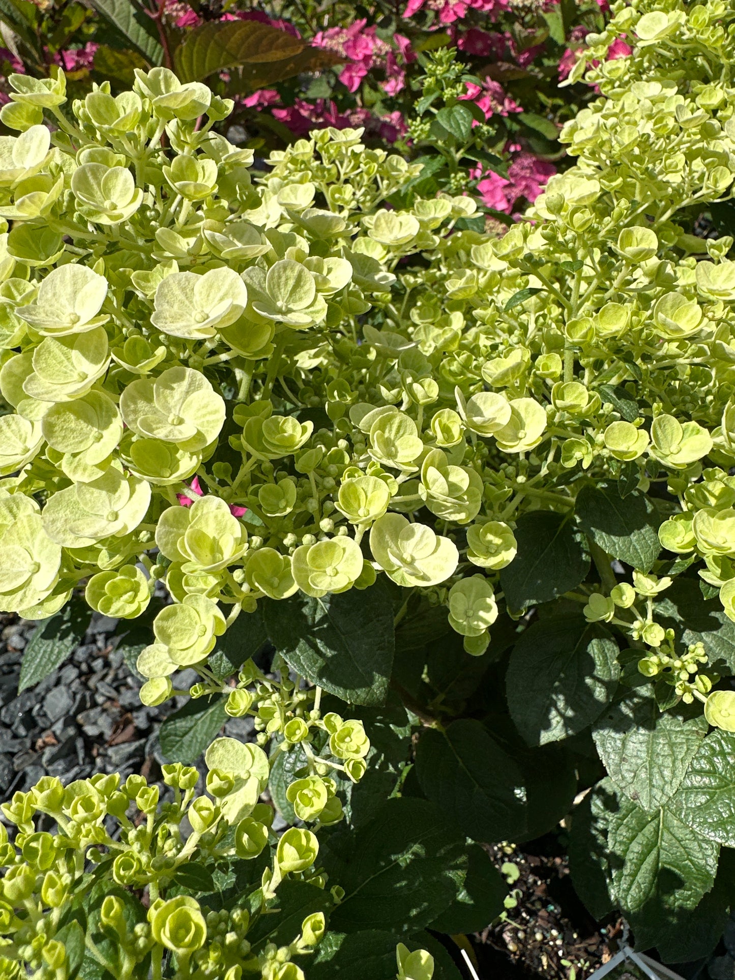 Hydrangea pan. 'Tiny Quick Fire'