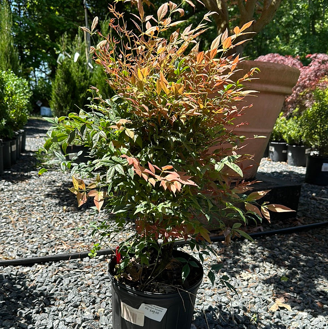 Nandina 'Gulfstream'