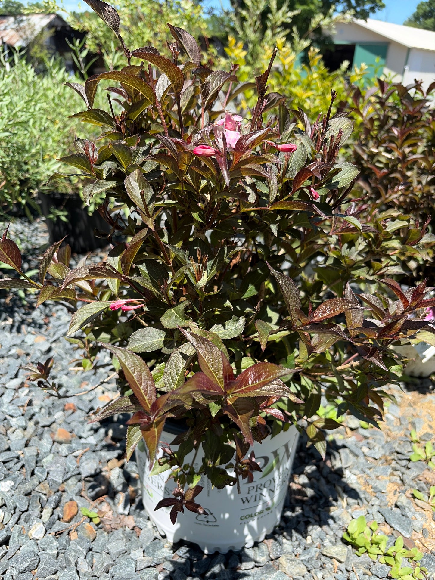 Weigela 'Sonic Bloom'