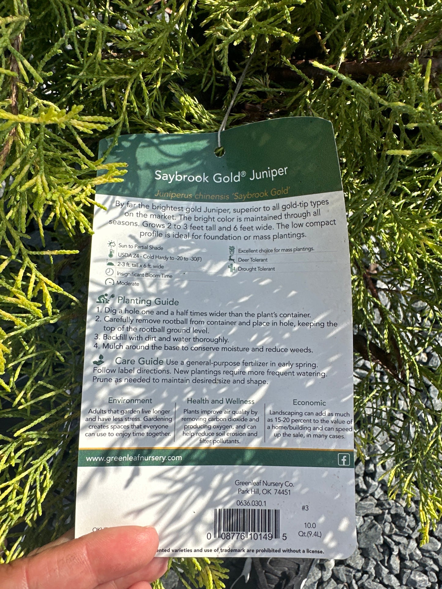 Juniper Shrubs