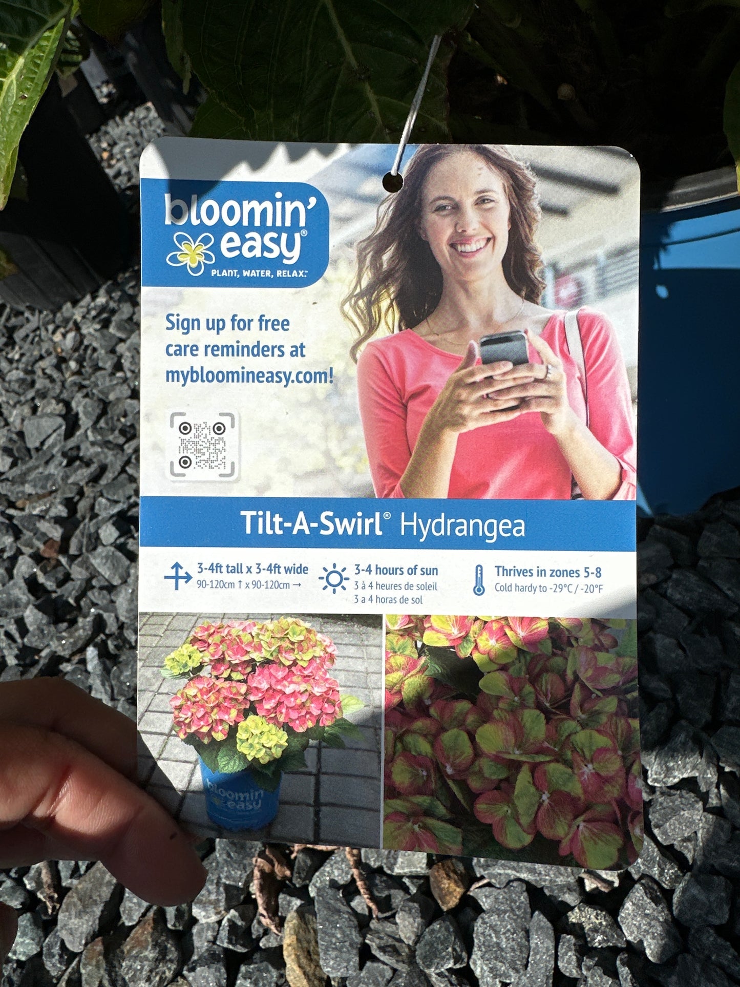 Hydrangea mac. 'Tilt-A-Swirl'