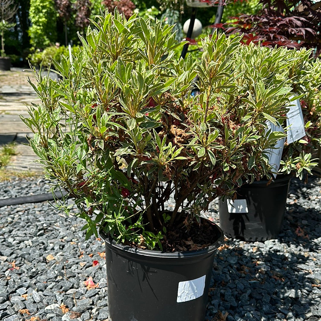 Azalea 'Christi Lyn' #3