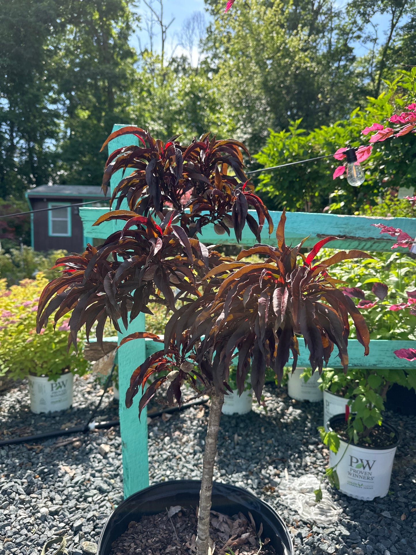 Prunus p. 'Ruby Ruffles'