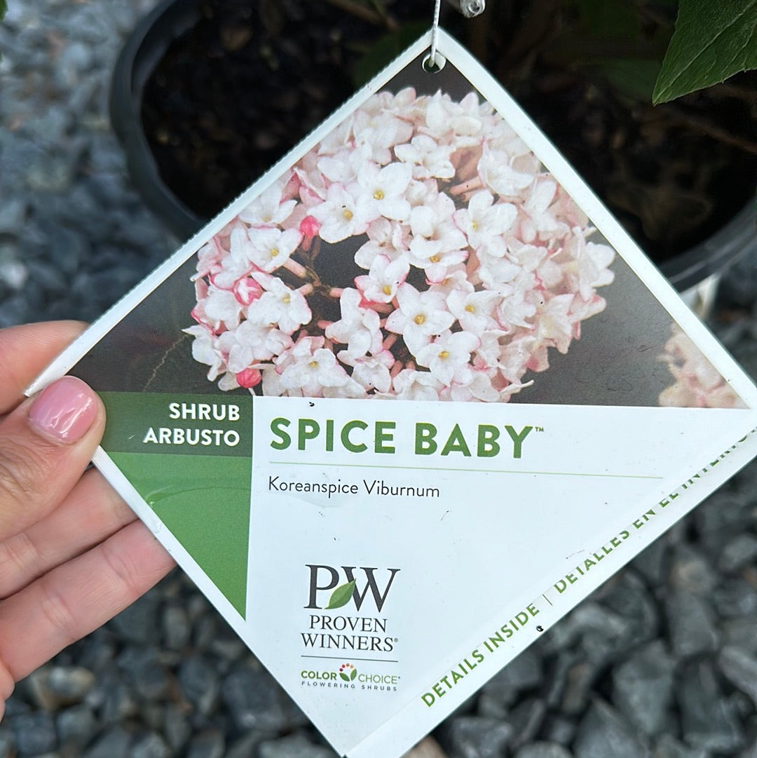 Viburnum 'Spice Baby' #3