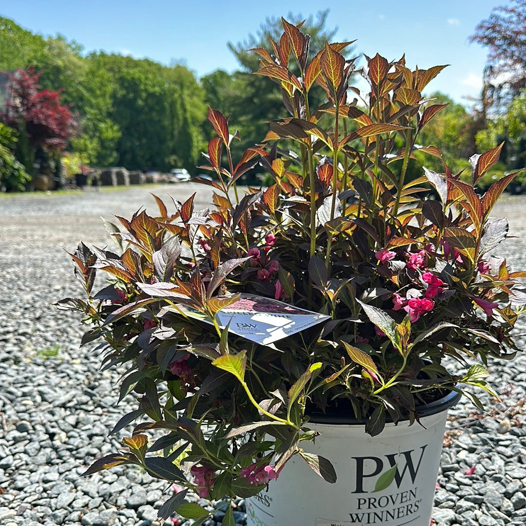 Weigela 'Spilled Wine' #3
