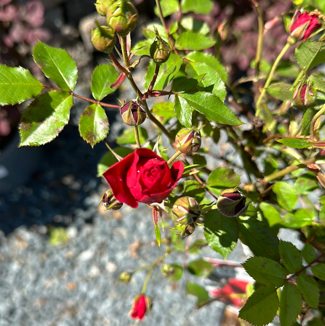 Drift Rose Tree on STD - Multi Color Avail.