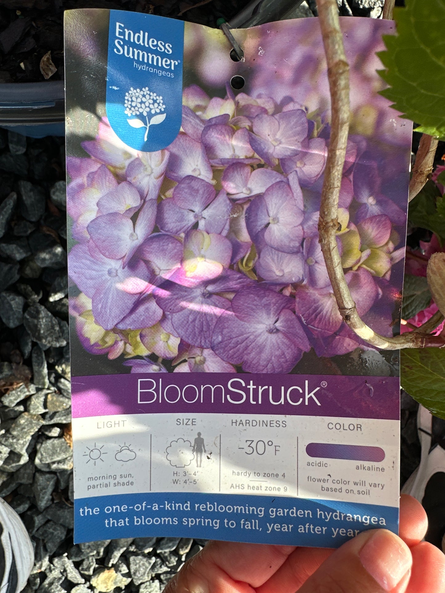Hydrangea mac. 'Bloomstruck'