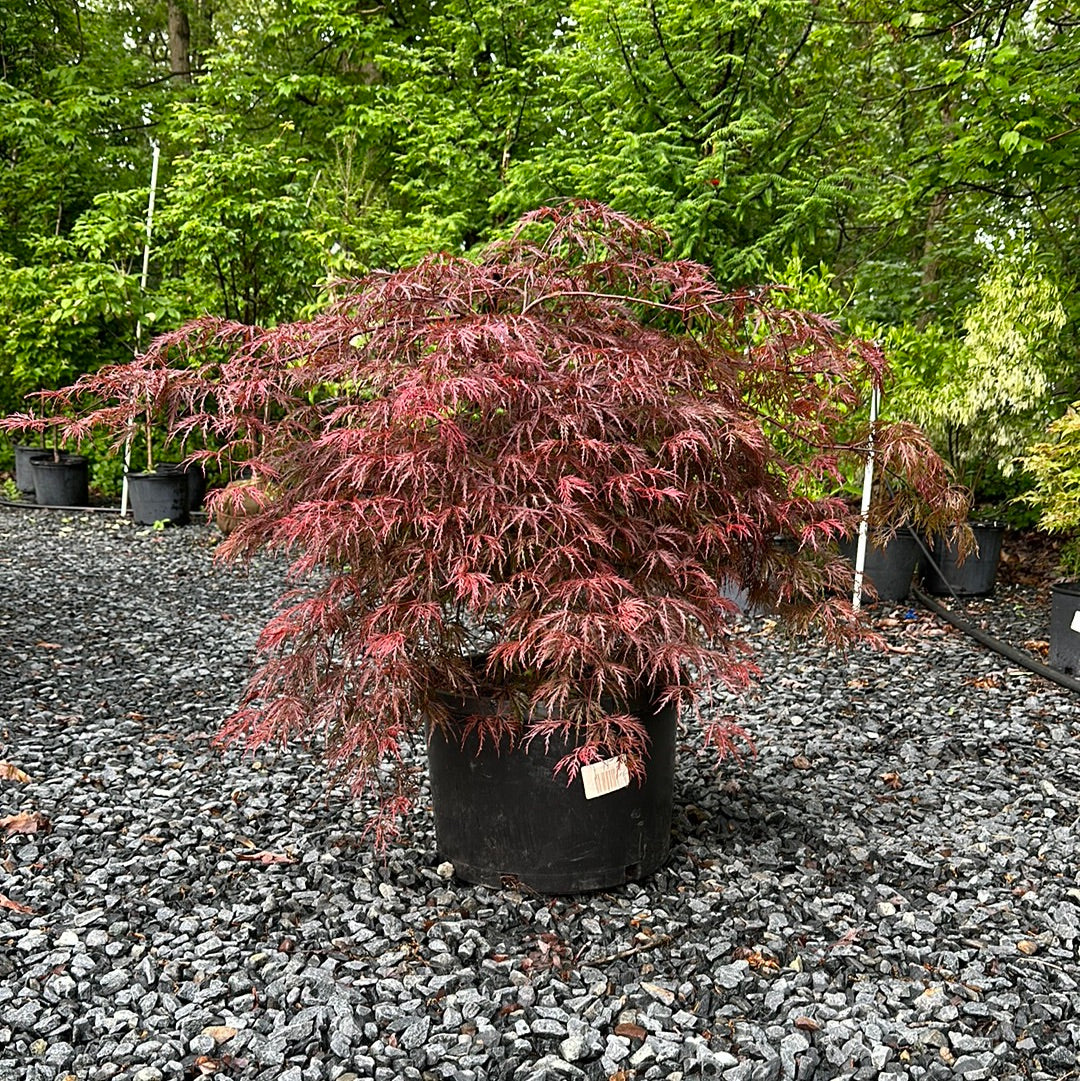 Acer 'Inaba Shidare' - Jap. Maple