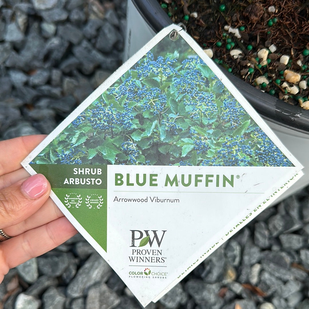 Viburnum Den. 'Blue Muffin'