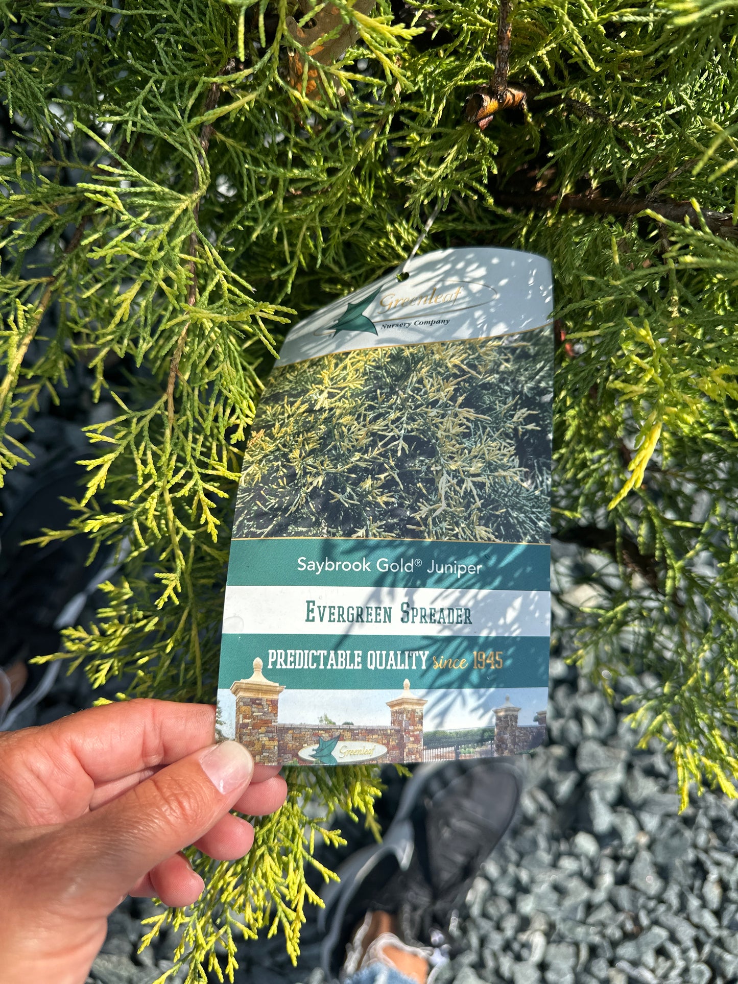 Juniper Shrubs