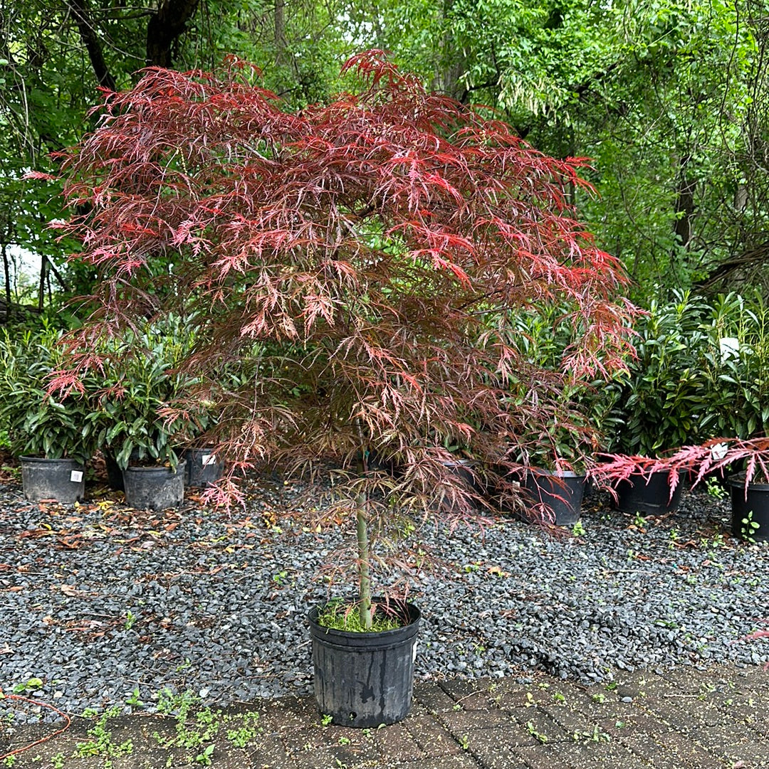 Acer 'Tamukeyama' #3