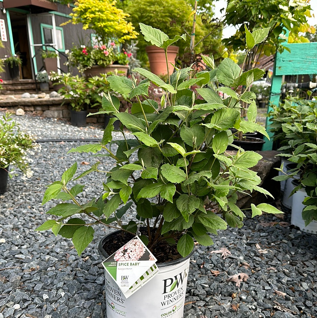 Viburnum 'Spice Baby' #3