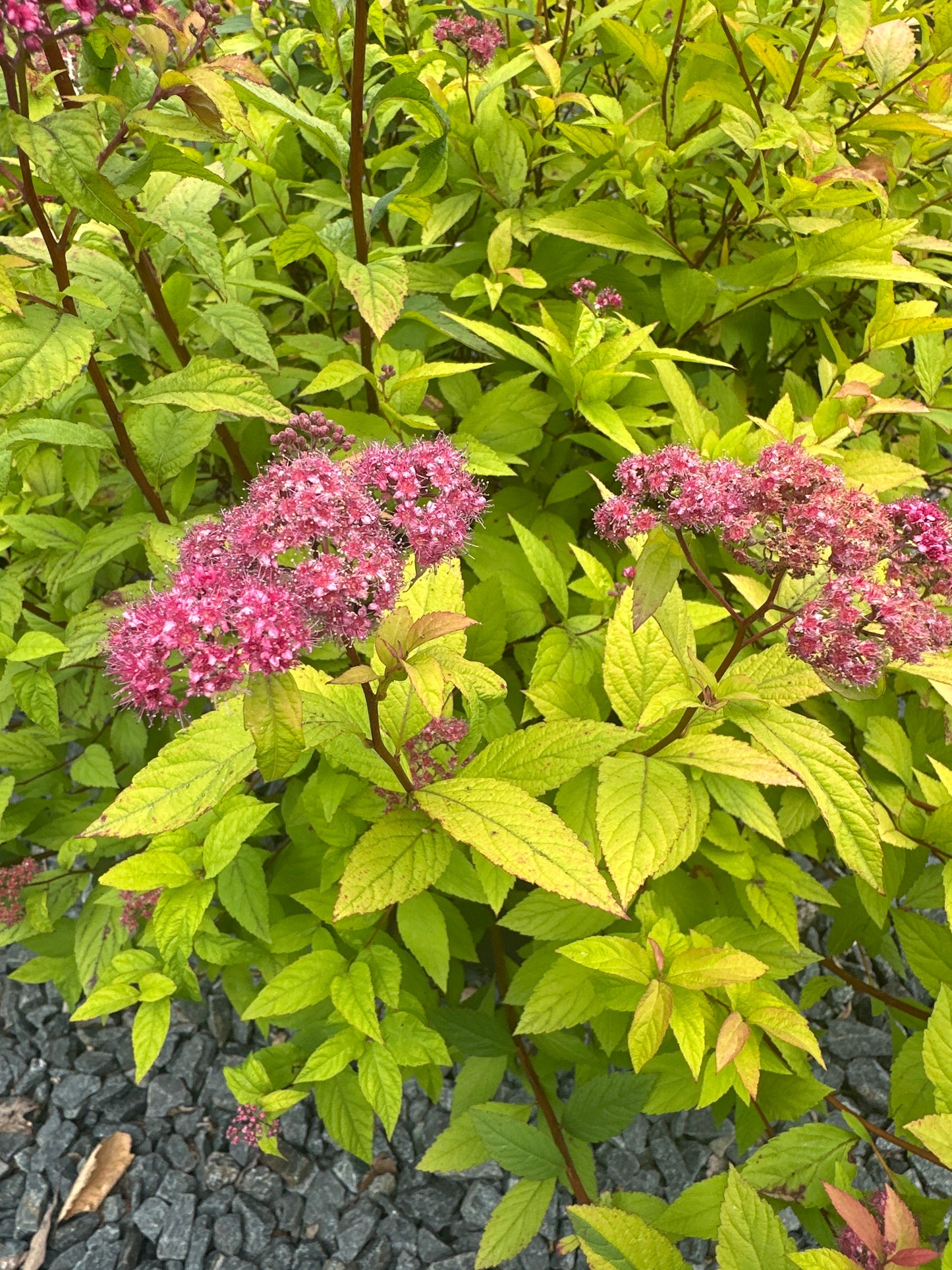 Spiraea - Shrubs