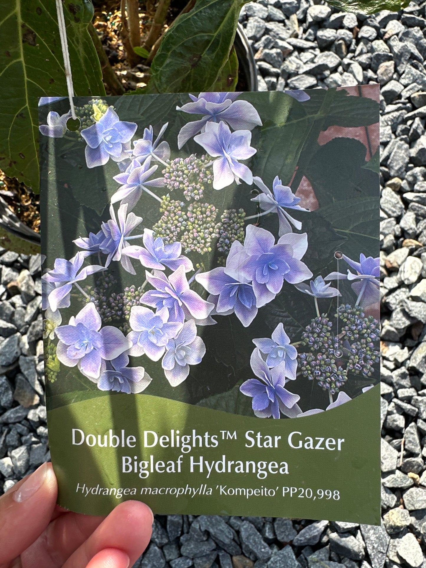 Hydrangea mac. 'Star Gazer'