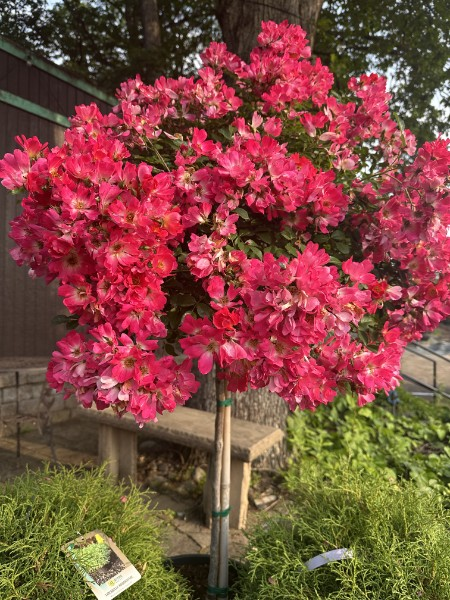 Drift Rose Tree Form