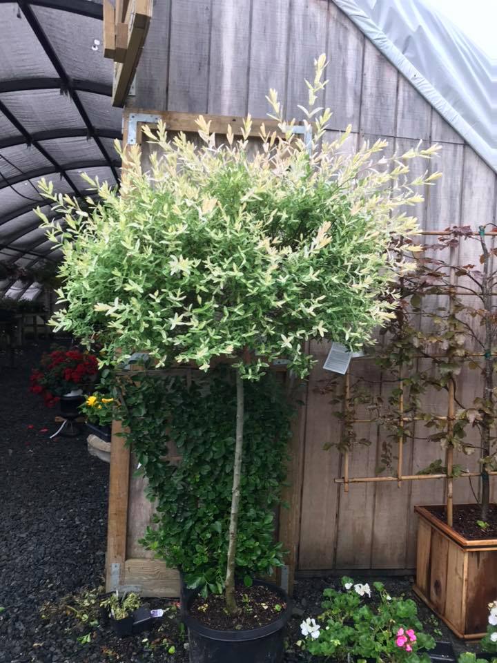 Salix 'Hakuro Nishiki' - Dappled Willow